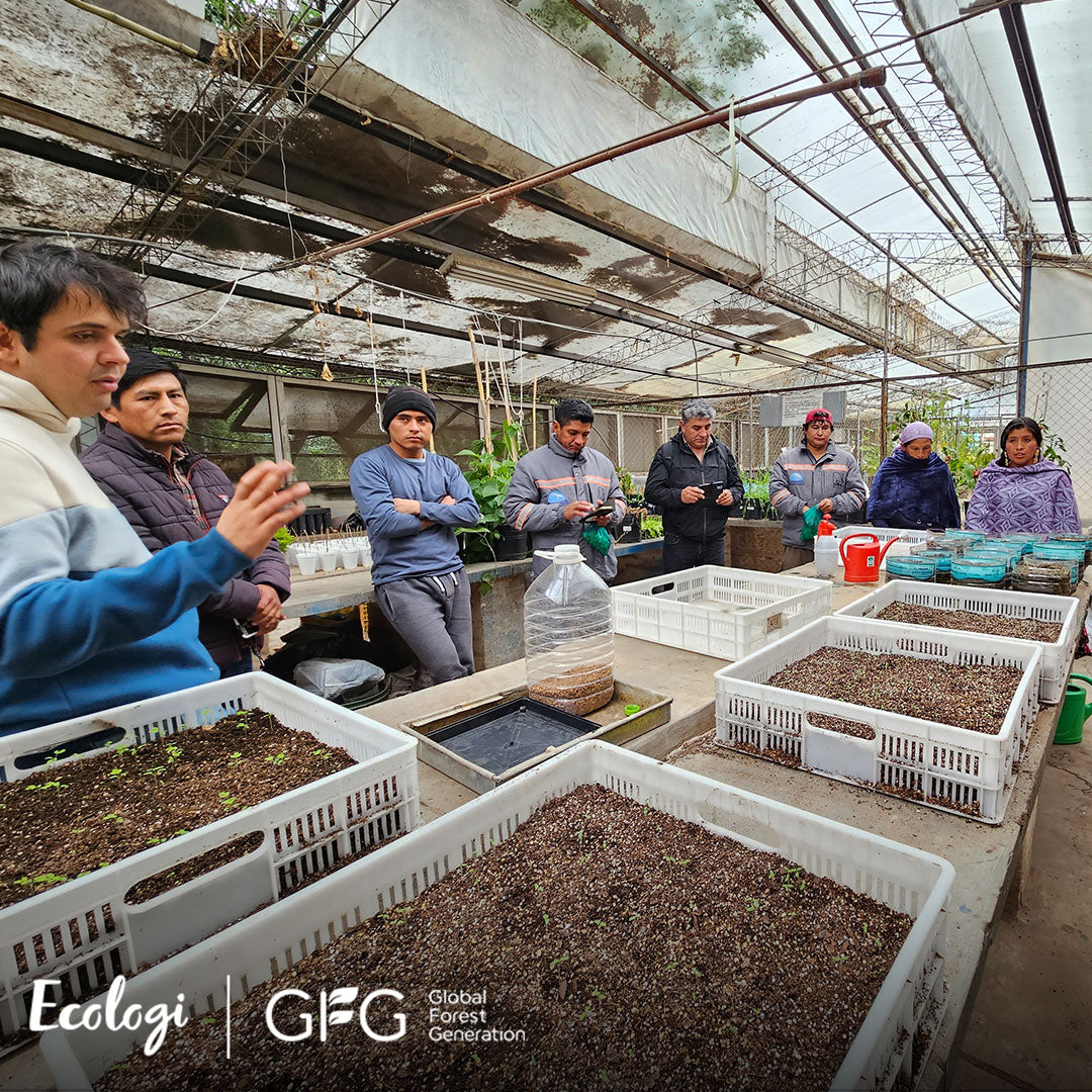 Global Forest Generation project in greenhouse in Argentina