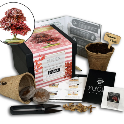 Bonsai Tree Kit