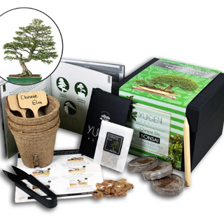 Bonsai tree kit presented as a wellbeing gift